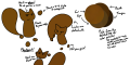The reference sheet for Jane, a brown bipedal cag with Rayman-style floating limbs. Note that they can be removed and her head is also capable of floating (but not by default).
