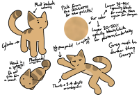 The reference sheet for George, a beige-colored quadrupedal cag with dark stripes on his back and tail. Note him being plantigrade and his paws lacking pads.
